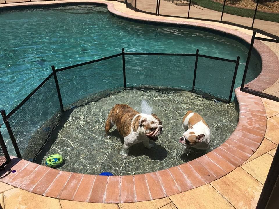 Two dogs are playing in a swimming pool with a fence.