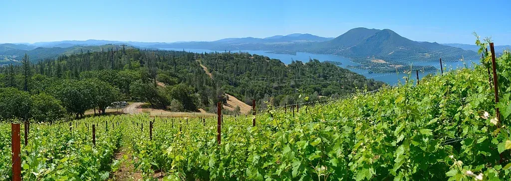 Vineyard overlooking a lake and forested hills under a clear blue sky.