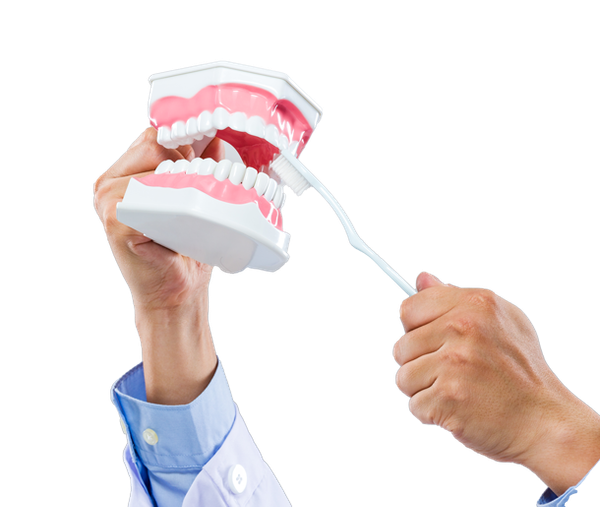 A person is brushing a model of teeth with a toothbrush