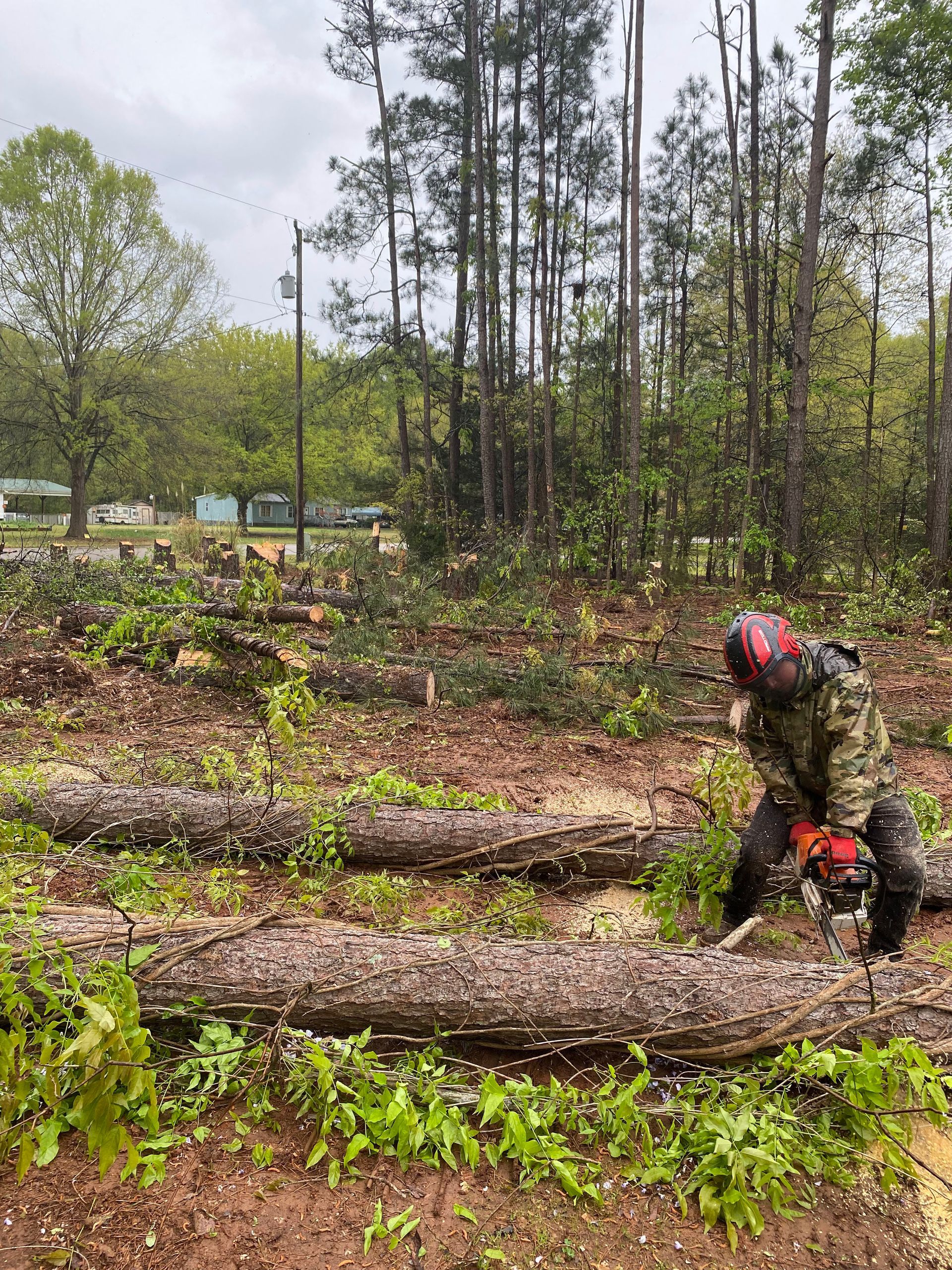 A man is cutting a tree in the woods with a chainsaw.
