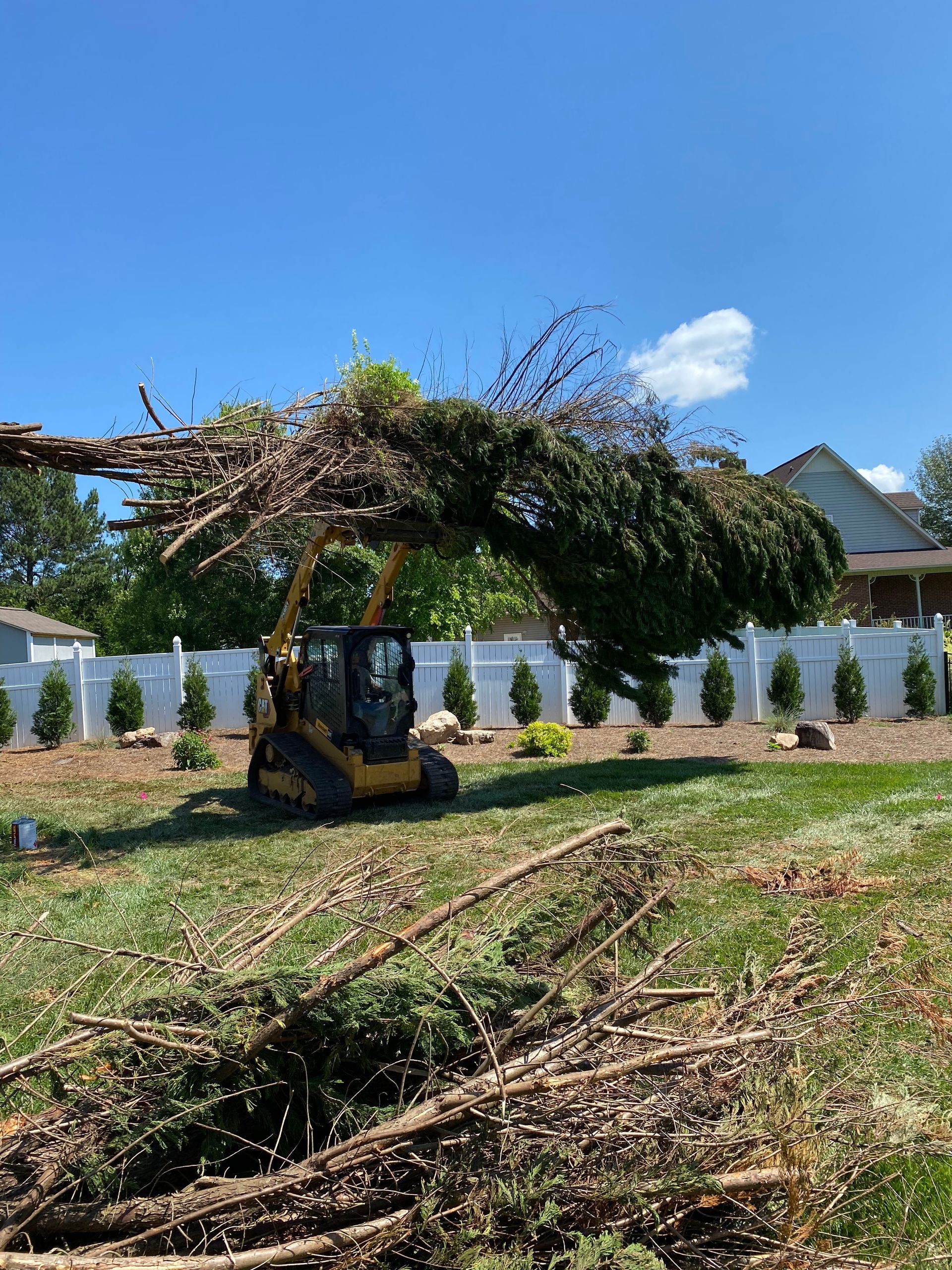 A forklift is carrying a large tree in a yard.