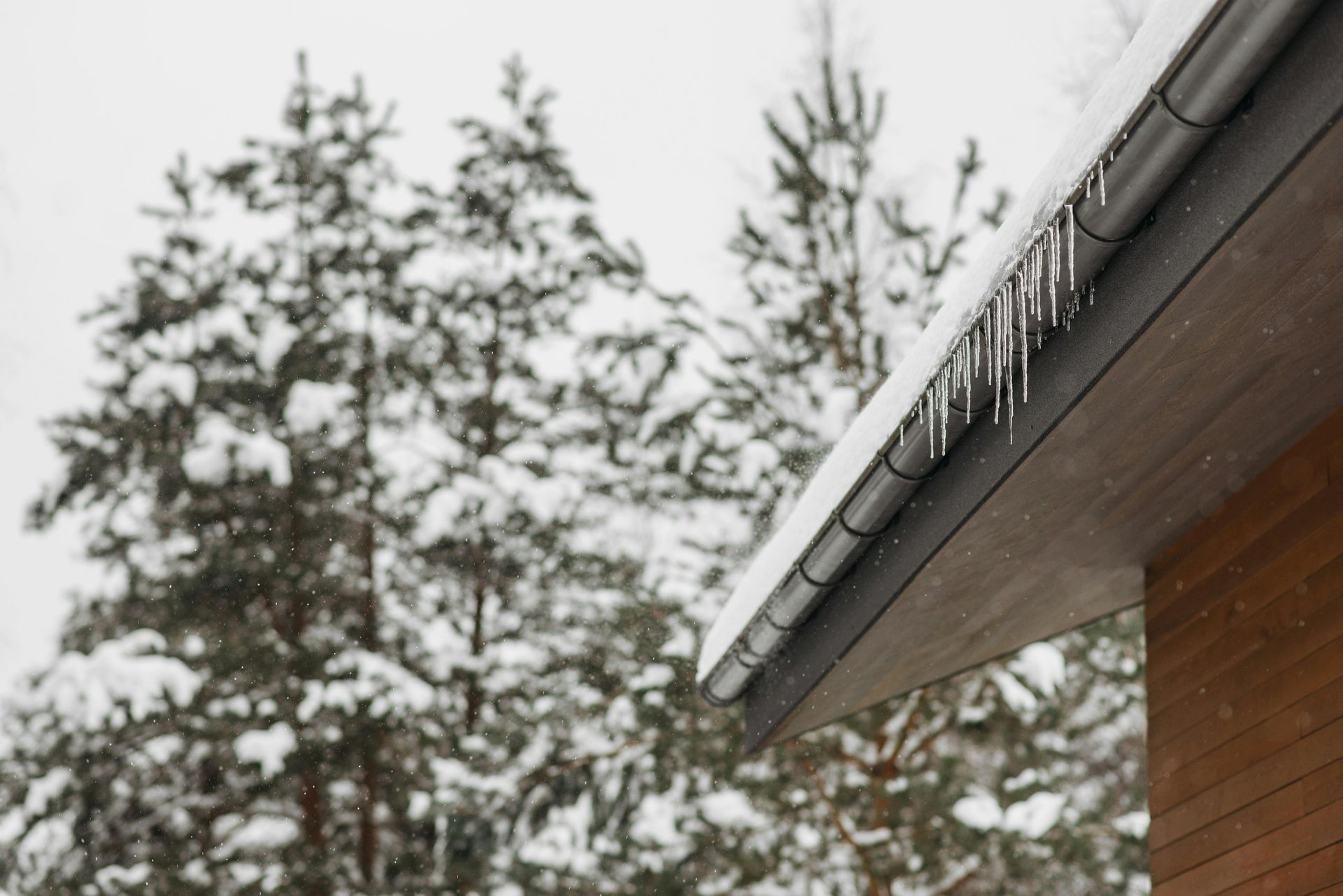 Icicles hanging from a roof's gutter; snowy trees in the blurred background.