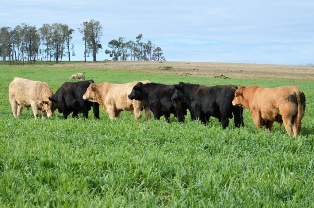 DSK Angus and Charolais - Coonabarabran, NSW - Bull Sale