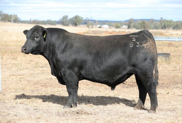 Dsk Angus And Charolais - Coonabarabran, Nsw - Home