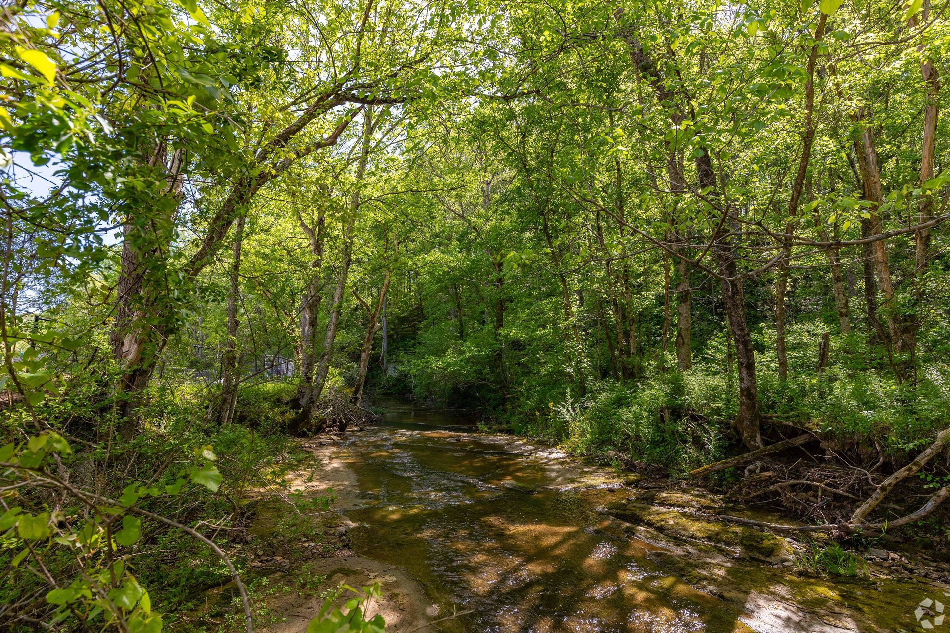 Sunlight streams through trees onto a shallow stream in a lush, green forest.