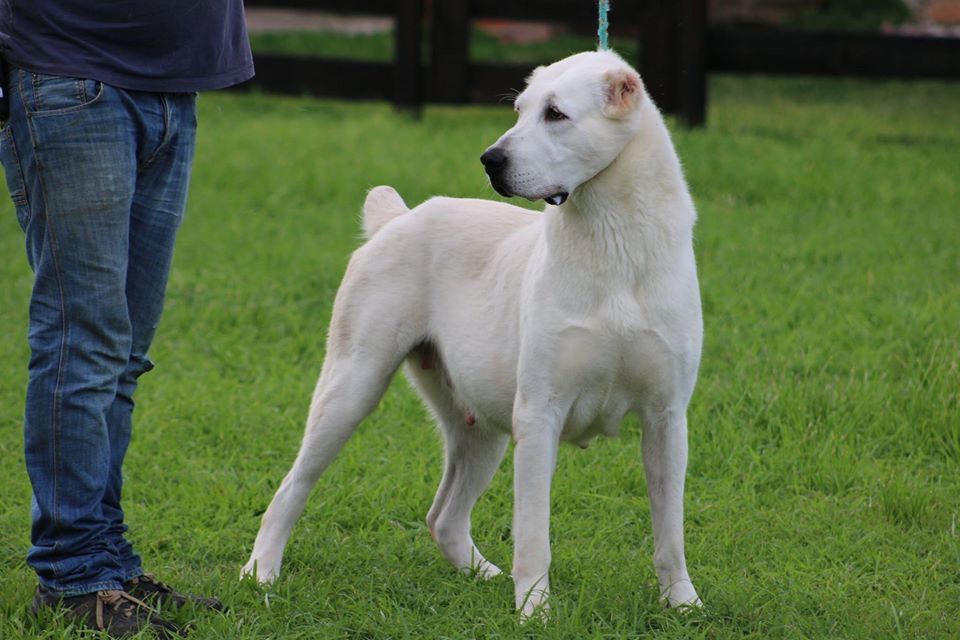 venta de perros pastor alabai