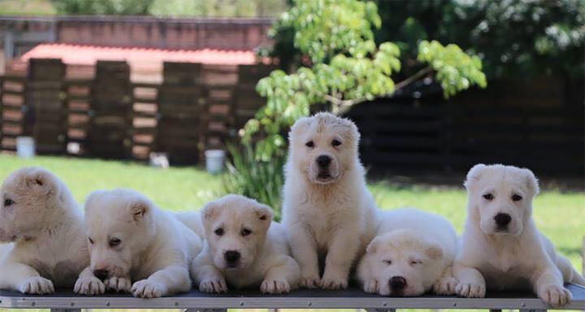 venta de perros pastor alabai