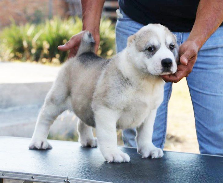 venta de perros pastor alabai