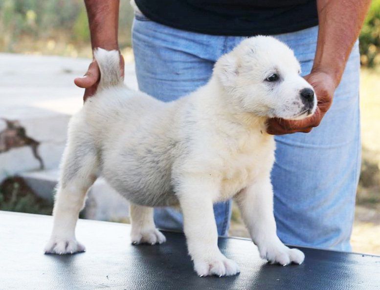 venta de perros pastor alabai