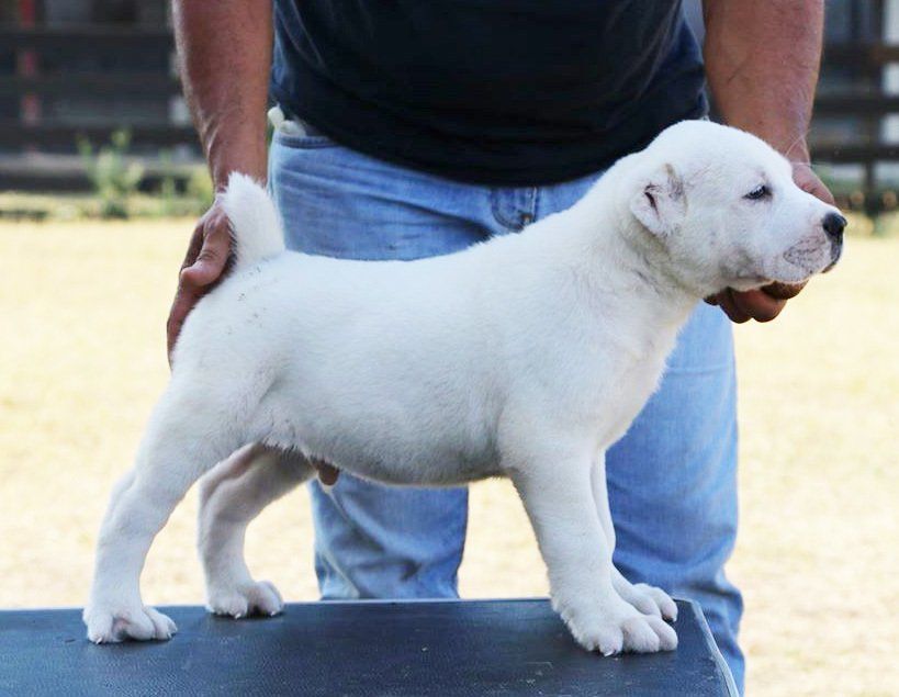 venta de perros pastor alabai