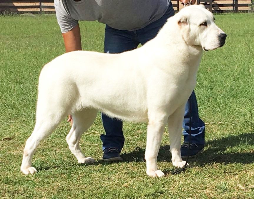 venta de perros pastor alabai