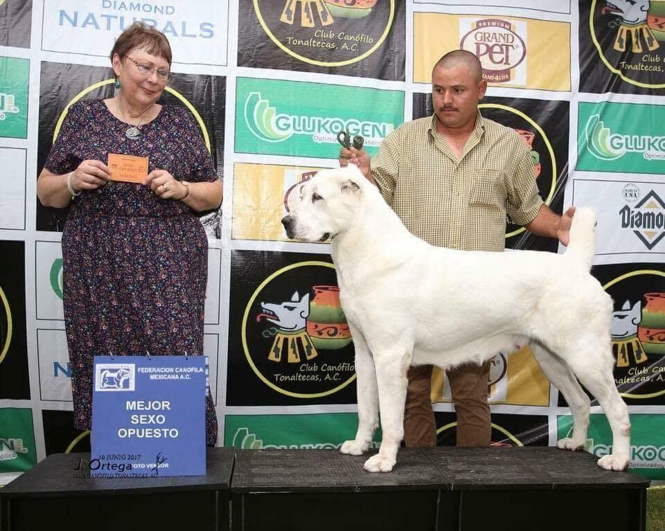 venta de perros pastor alabai