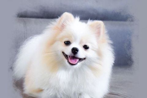 criadero de pomerania