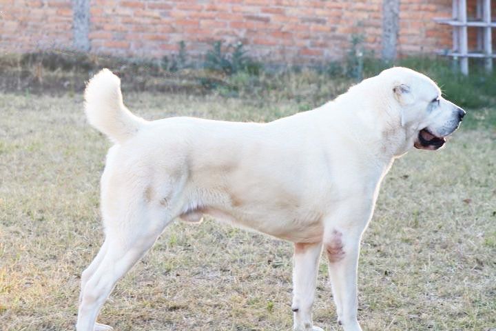 venta de perros pastor alabai
