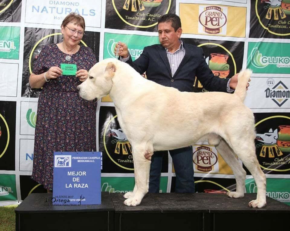 venta de perros pastor alabai