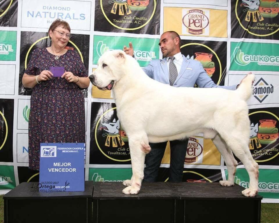 venta de perros pastor alabai
