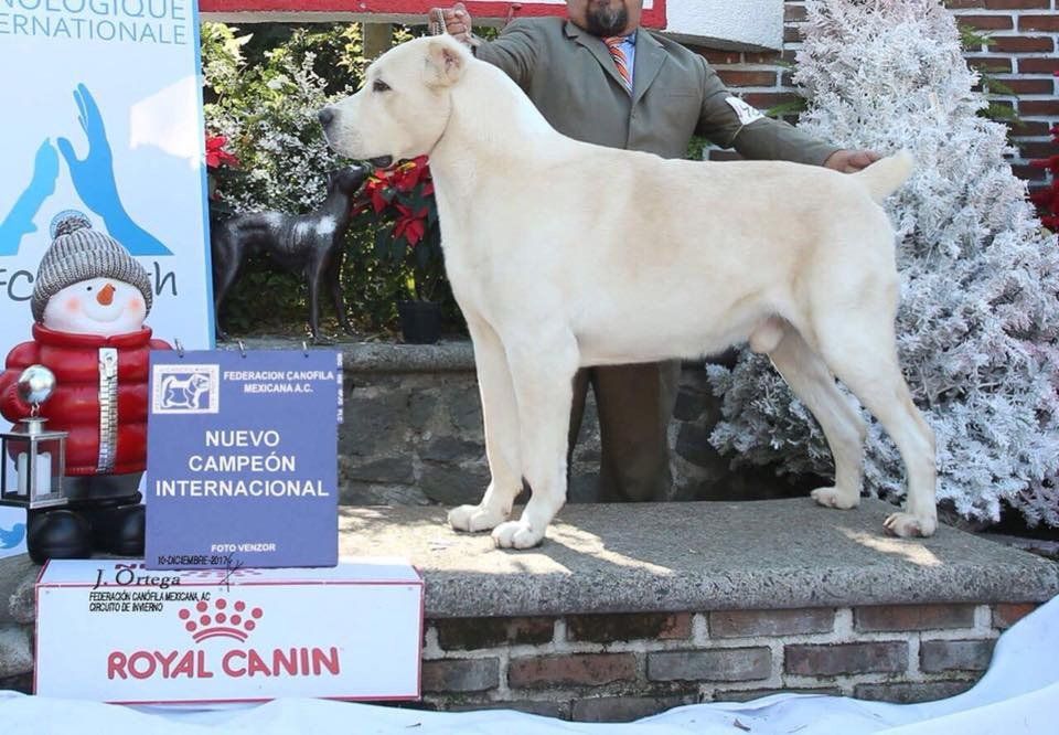 venta de perros pastor alabai