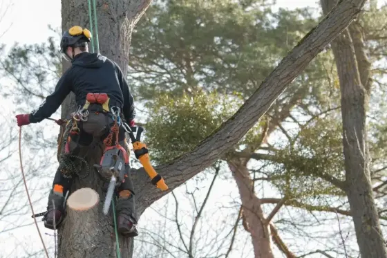 experienced tree service professional climbing tree for safe trimming in Menifee California