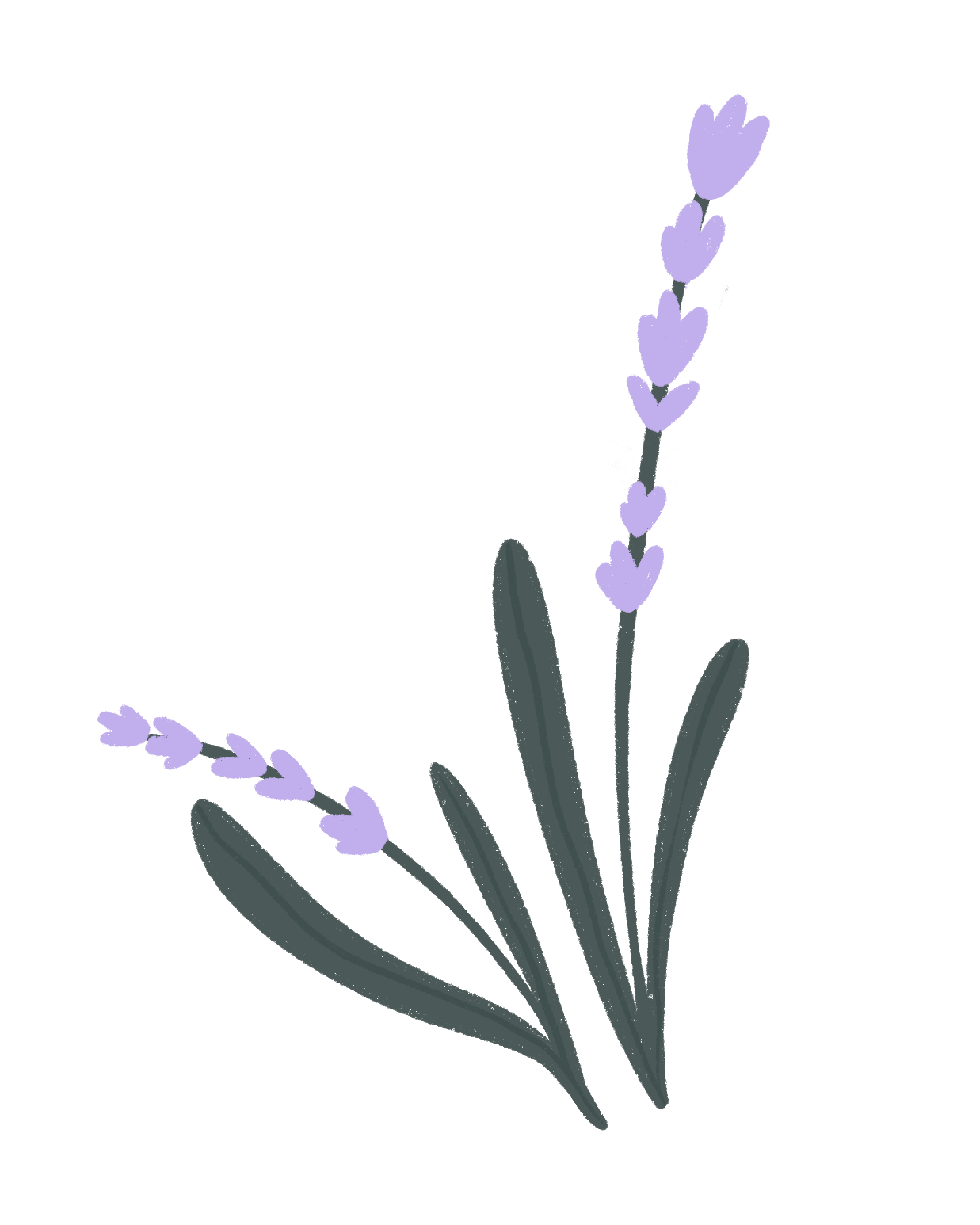lavanda