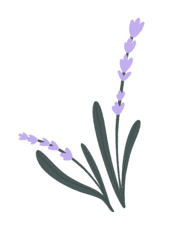 lavanda