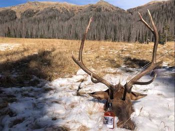 Deer head on snow with bottle of alcohol.
