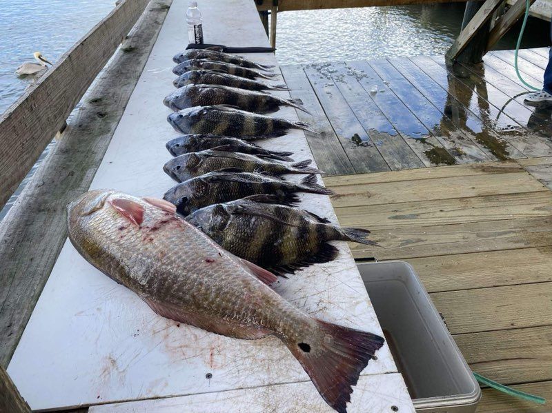 Row of cleaned fish on a wooden surface beside a dock; large redfish and striped sheepshead.