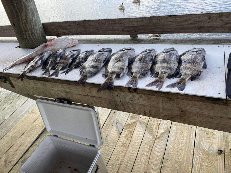 A collection of freshly caught fish laid out on a white surface, near water. An open cooler sits at the bottom left.