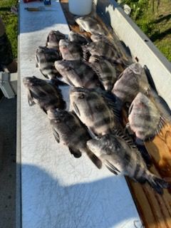 A pile of striped fish on a wooden cutting board, likely freshly caught, in an outdoor setting.