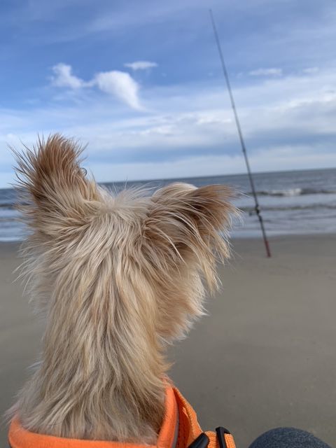 Dog with tan fur looks out at the ocean, fishing rod in background, cloudy sky.