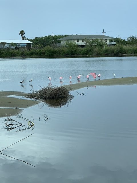 Water with pink flamingos and other birds near houses and vegetation.