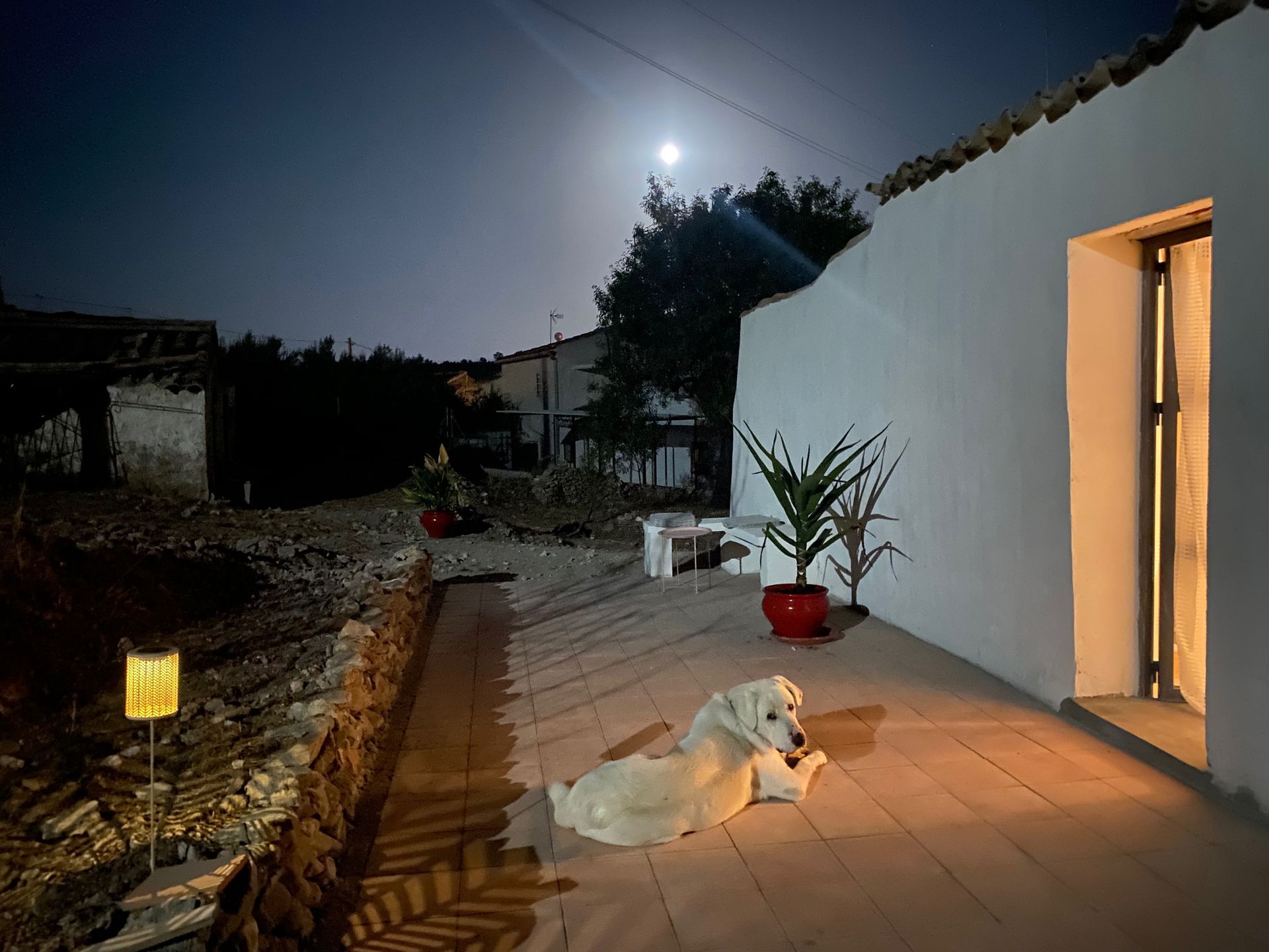 White dog resting on a patio at night, illuminated by a full moon and building lights.