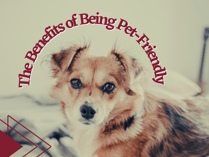 The Benefits of Being Pet-Friendly | Merced Property Management - Article Banner