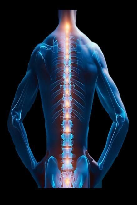 Anatomy illustration of a human spine glowing orange against a blue body outline. Hands on hips. Anatomy illustration of a human spine glowing orange against a blue body outline. Hands on hips.