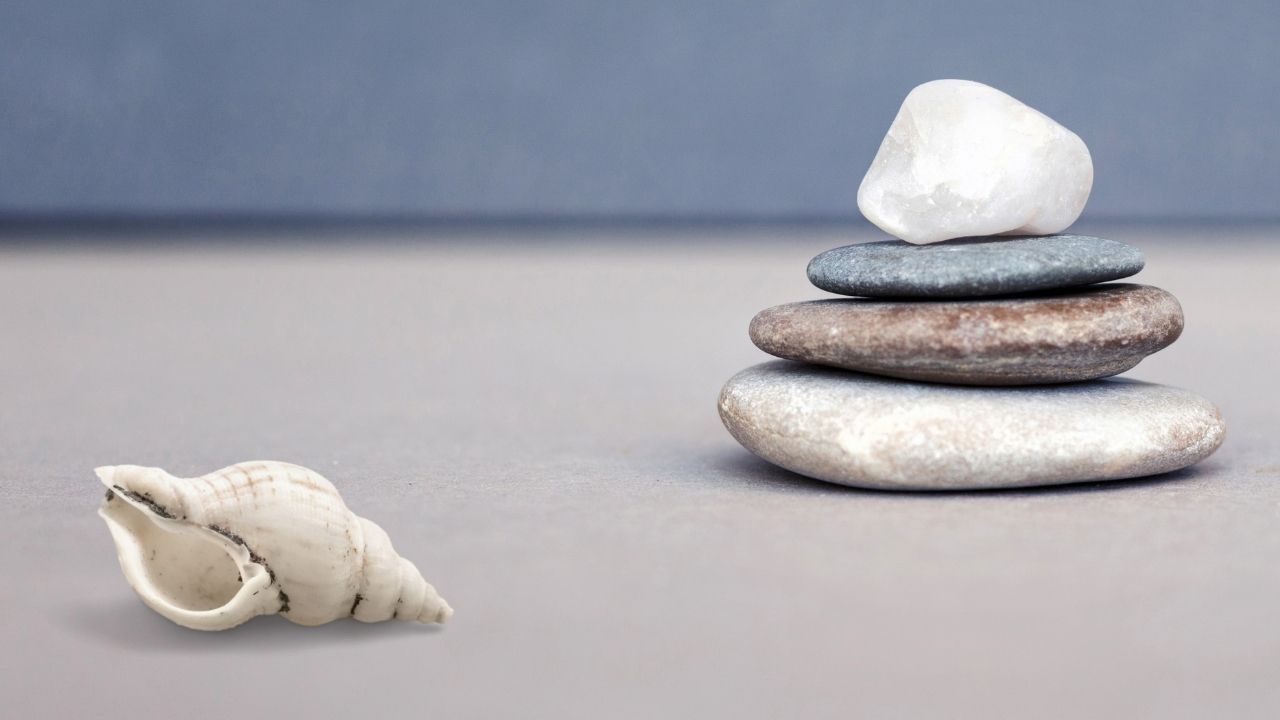 uma concha do mar está ao lado de uma pilha de pedras.