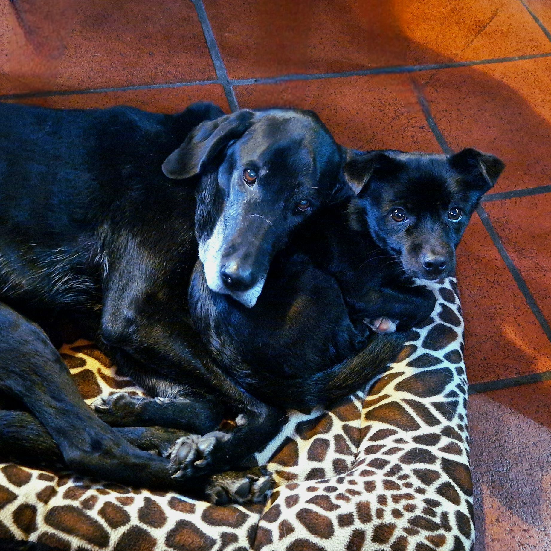 Outdogs Allgäu Hunde Hundeschule Hunde