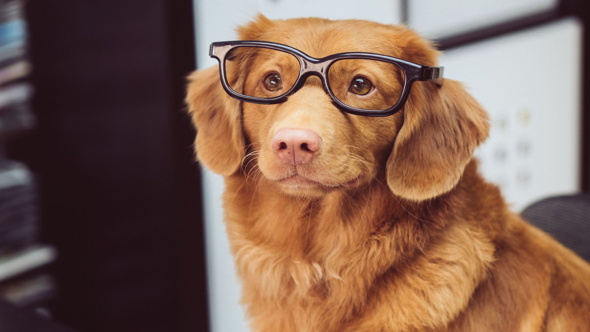 Outdogs Allgäu Hunde Hundeschule Einzeltraining