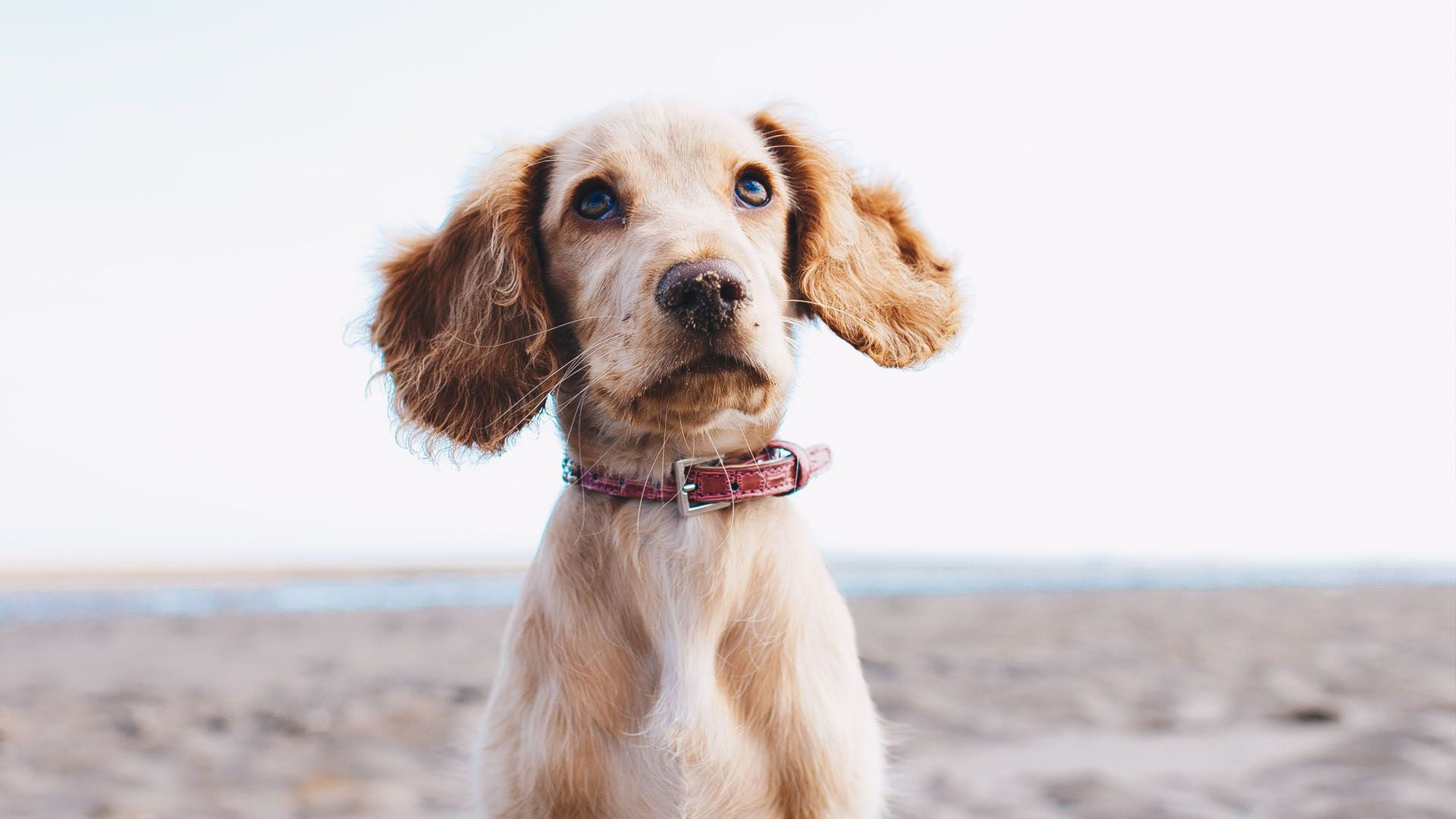 Outdogs Allgäu Hunde Hundeschule Junghunde