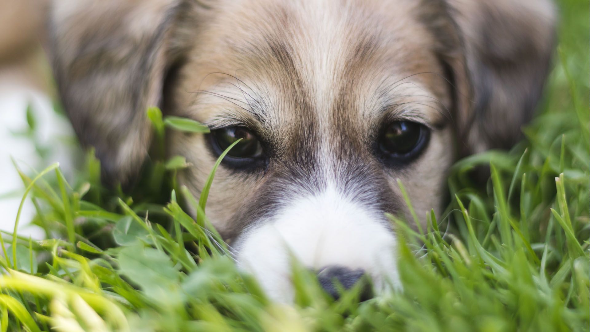 Outdogs Allgäu Hunde Hundeschule Welpen