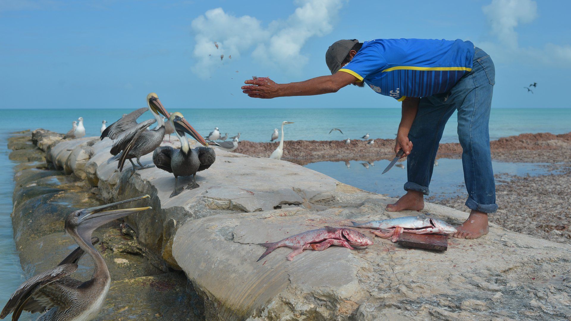 A man in a blue shirt is feeding birds on the beach