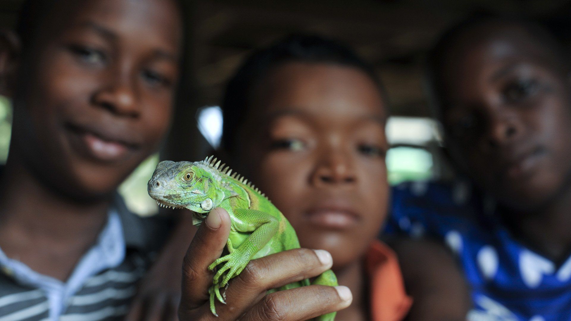 Three young boys are holding a green lizard in their hands