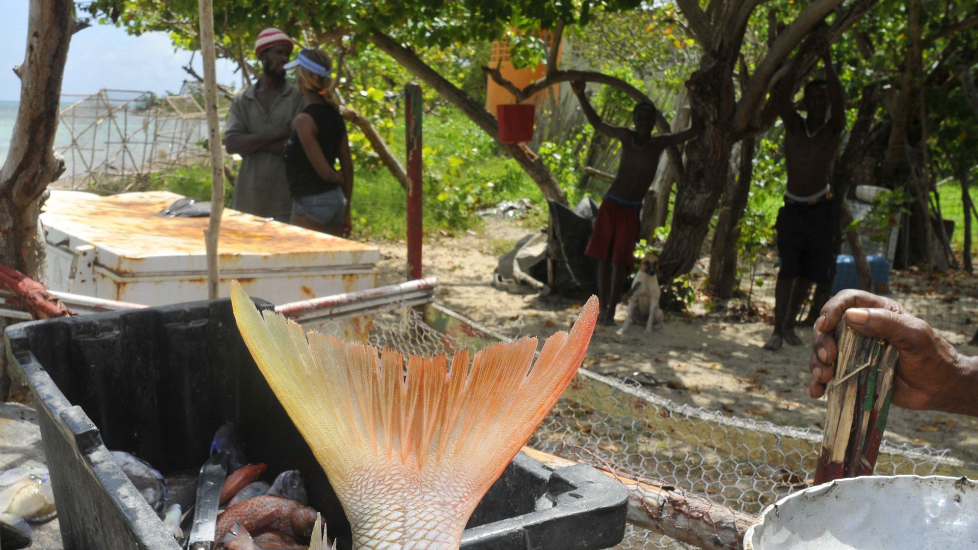 A person is holding a fish tail in front of a pile of fish.
