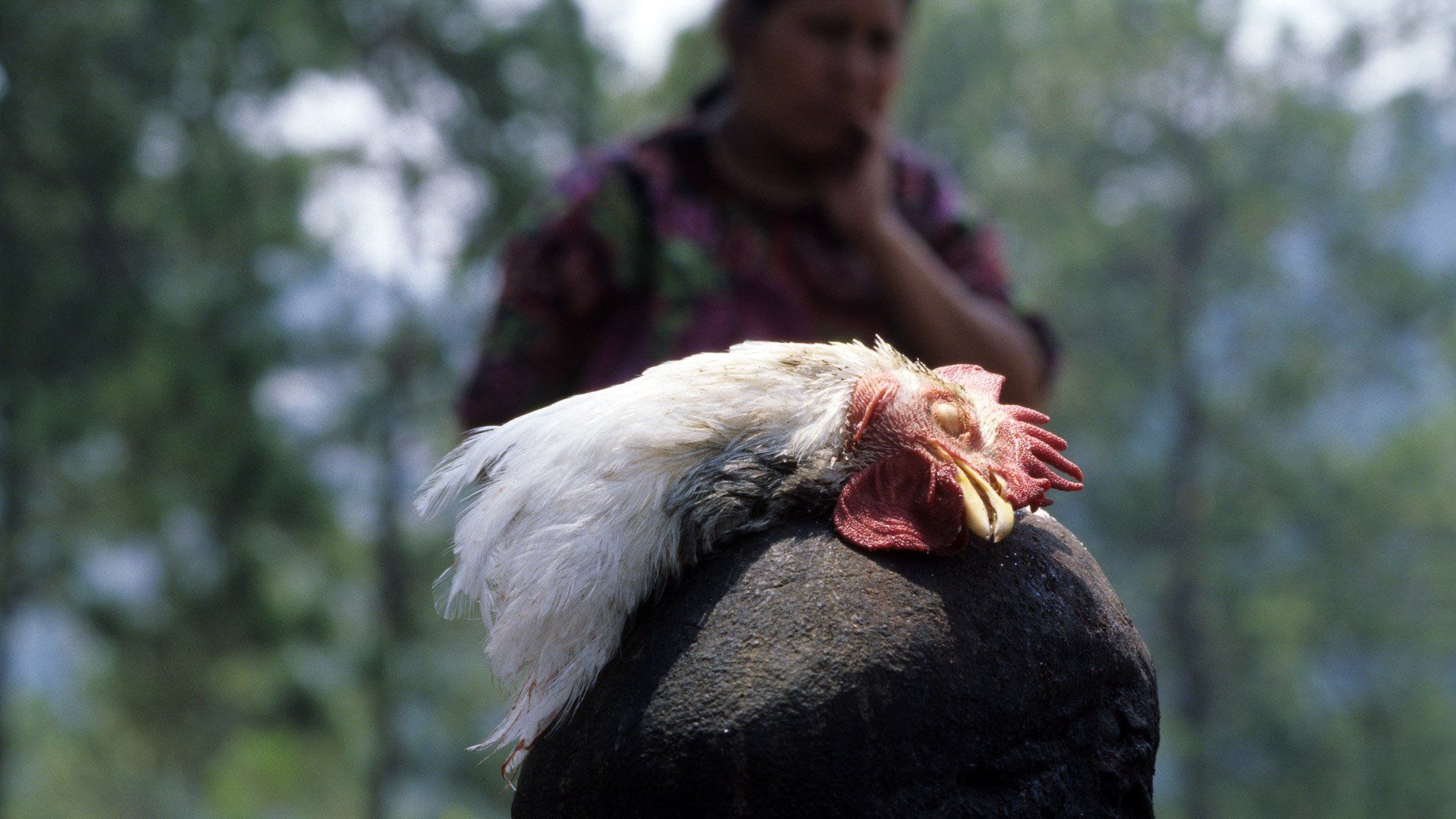 A close up of a chicken 's head with a woman in the background