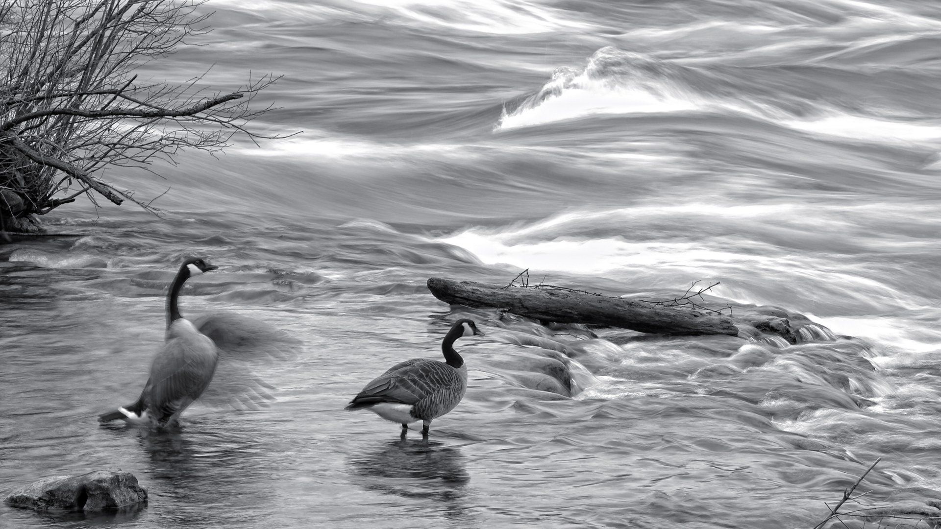 A black and white photo of three geese standing in a river.