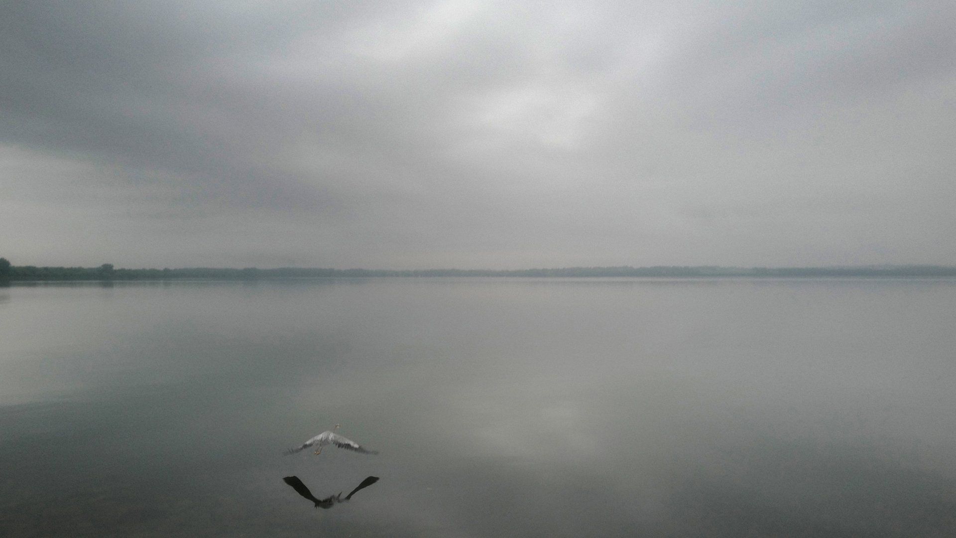 A bird is flying over a lake on a cloudy day.