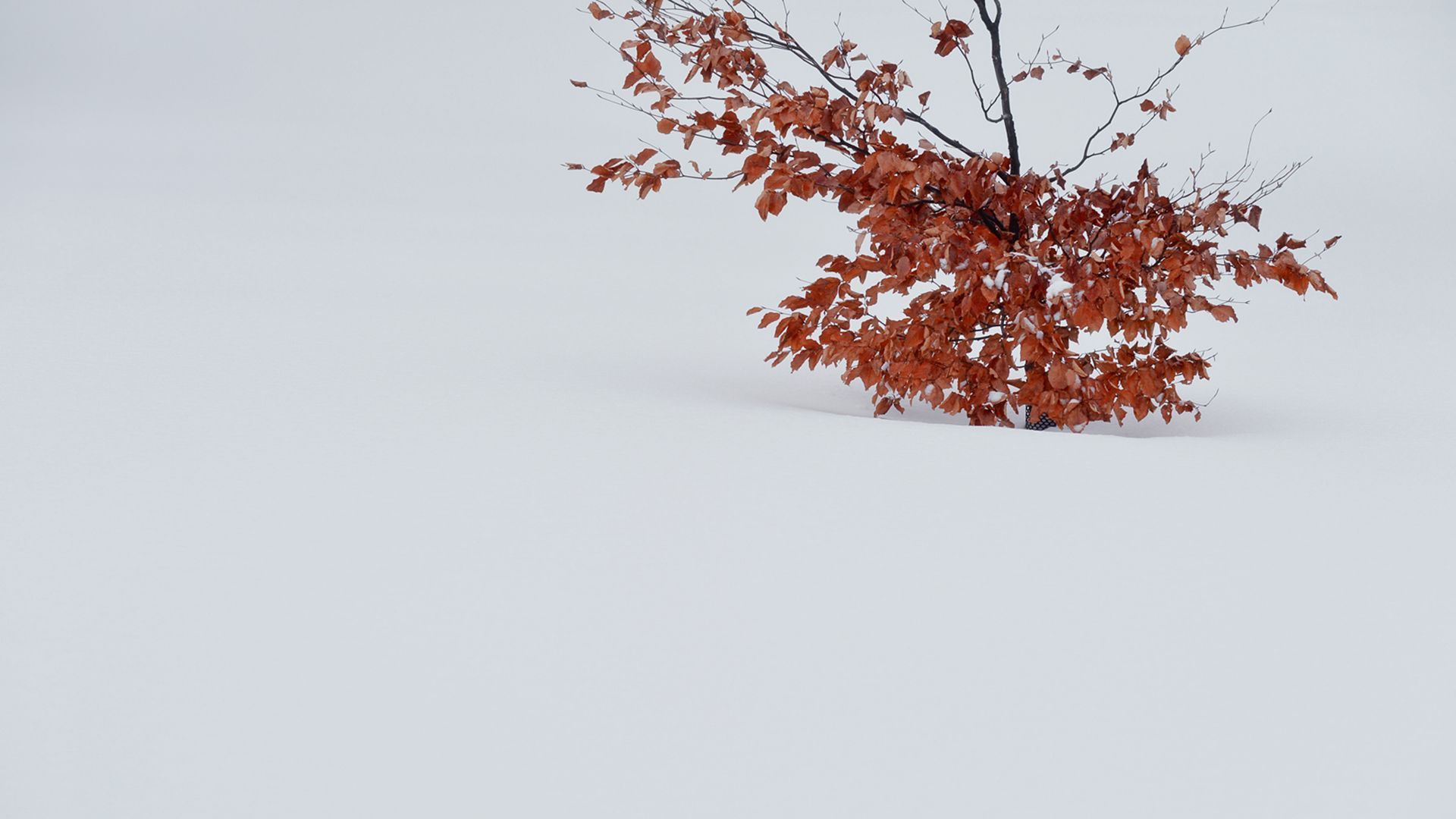 A dirt road leading to a house in the middle of a field.