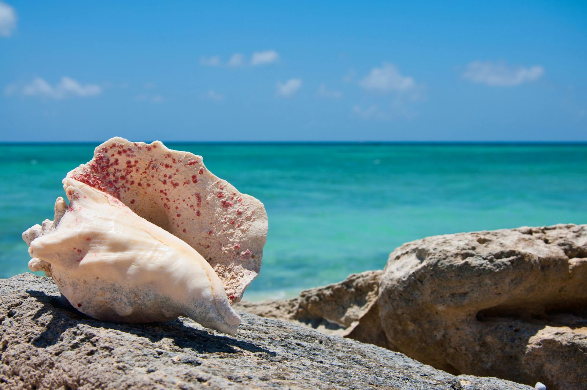 A sea shell is sitting on a rock near the ocean.