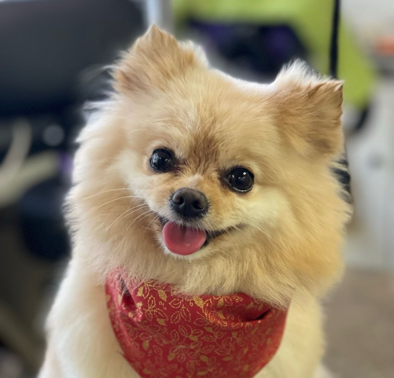 A Pomeranian dog with a red bandana smiles at the camera, tongue out.
