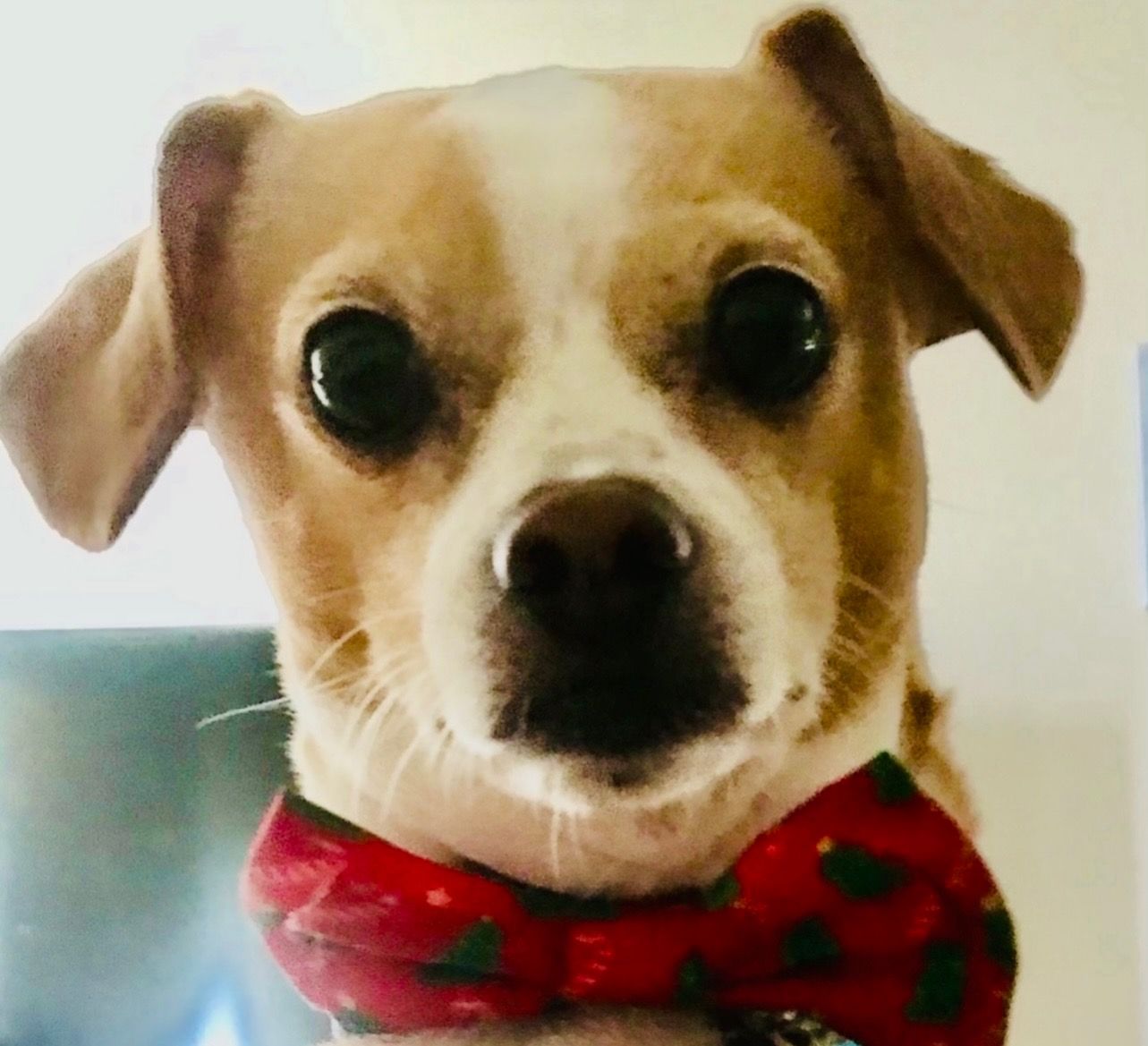 Small tan and white dog with big eyes wearing a red bow tie.