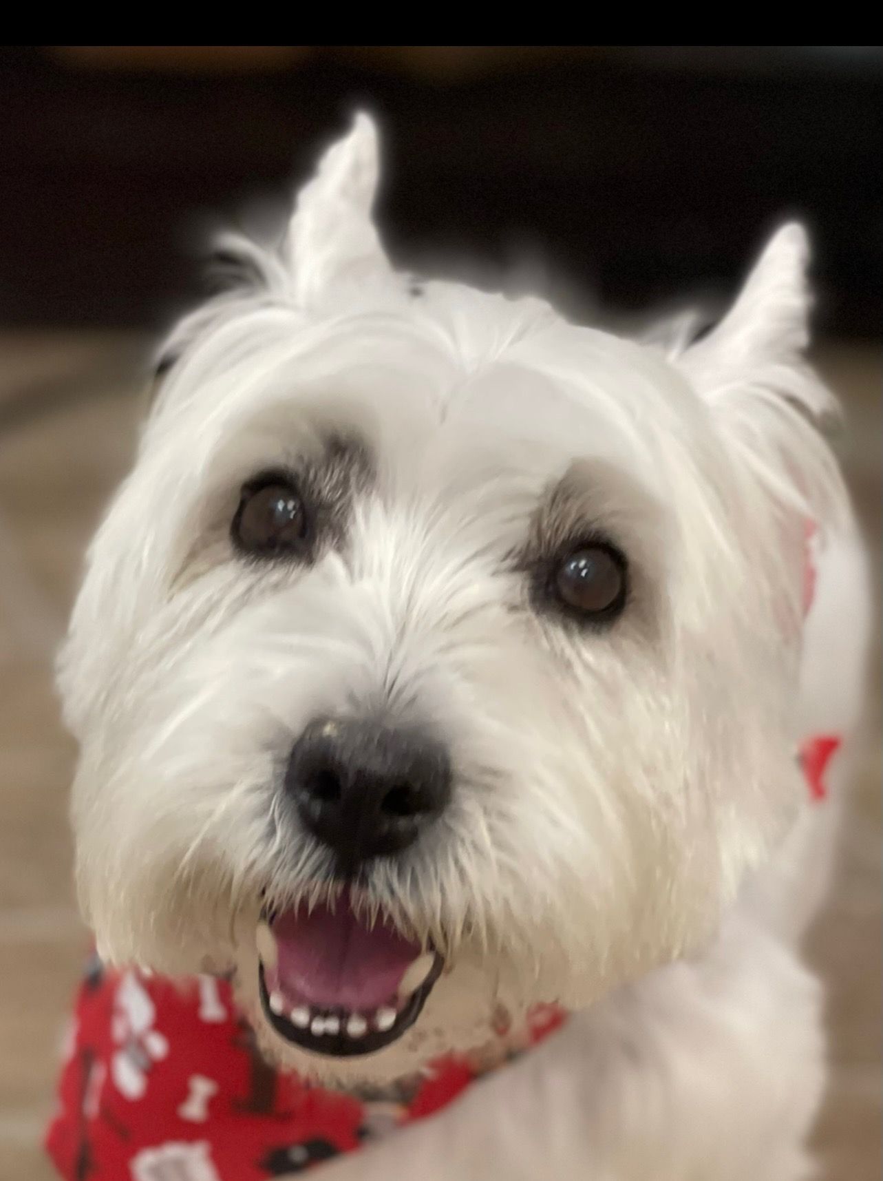 White Westie dog with perky ears, smiling, wearing a red and white bandana.