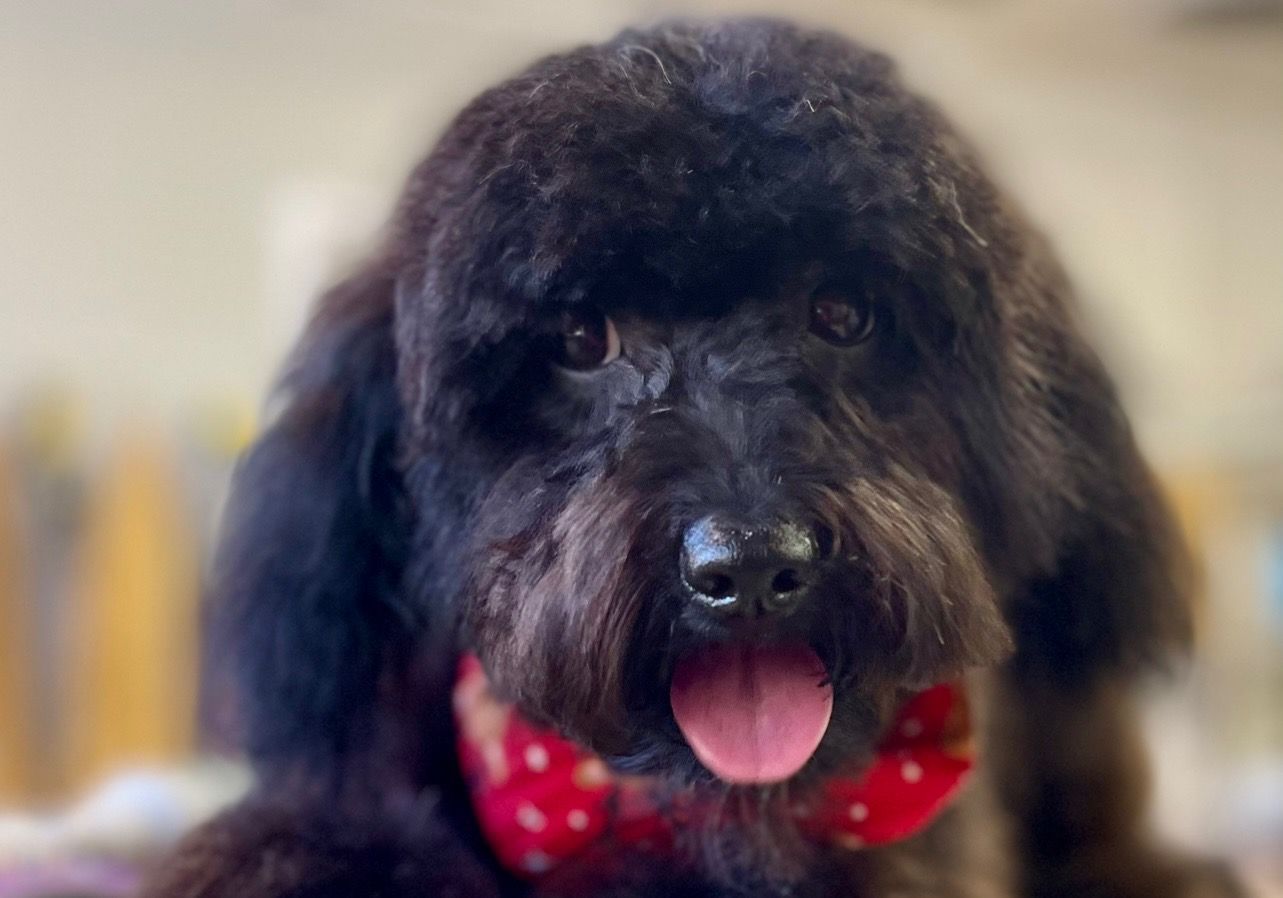 Black dog with long, fluffy fur, wearing a red bow tie, tongue out.